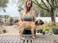 "Tilly" Formentino Female, a female Cane Corso for sale in Land O Lakes, FL – Photo 5 of 6