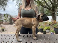 "Tilly" Formentino Female, a female Cane Corso for sale in Land O Lakes, FL – Photo 2 of 6