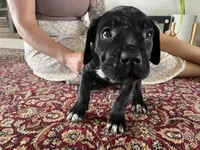 Aurora “Rori” — Female Cane Corso, a female Cane Corso for sale in Land O Lakes, FL – 2 of 5