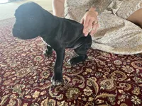 Aurora “Rori” — Female Cane Corso, a female Cane Corso for sale in Land O Lakes, FL – 3 of 5