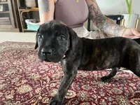 Piglet — Female Cane Corso, a female Cane Corso for sale in Land O Lakes, FL – 5 of 5