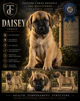 Daisey — Female Cane Corso, a female Cane Corso for sale in Land O Lakes, FL – 1 of 4