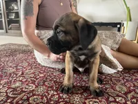 Yoshi — Male Cane Corso, a male Cane Corso for sale in Land O Lakes, FL – 4 of 5