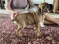 Belle — Female Cane Corso, a female Cane Corso for sale in Land O Lakes, FL – 3 of 4
