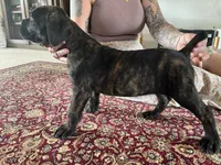 Piglet — Female Cane Corso, a female Cane Corso for sale in Land O Lakes, FL – 2 of 5