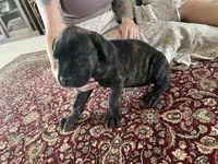 Piglet — Female Cane Corso, a female Cane Corso for sale in Land O Lakes, FL – 4 of 5