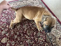 Mader — Male Cane Corso, a male Cane Corso for sale in Land O Lakes, FL – 5 of 5