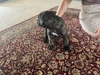 Papi — Female Cane Corso, a female Cane Corso for sale in Land O Lakes, FL – 4 of 4