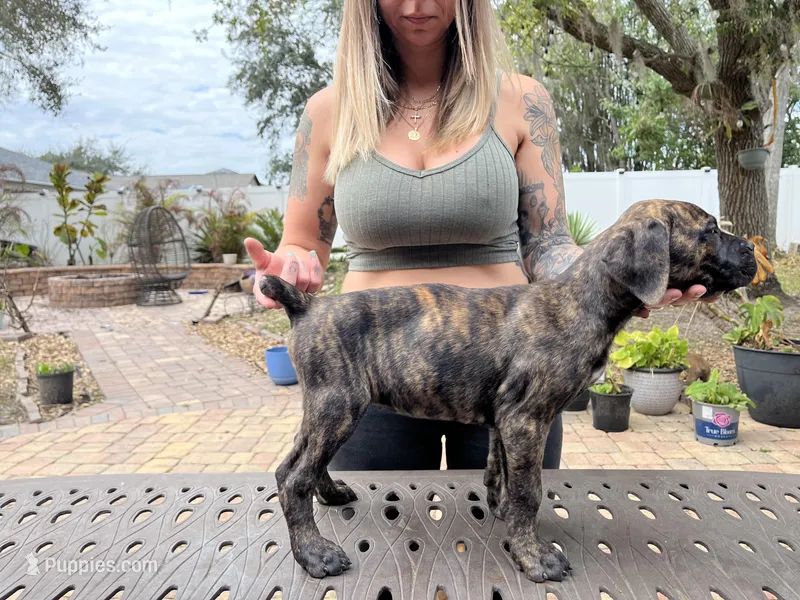 "Lucy" Brindle Female, a male Cane Corso for sale in Land O Lakes, FL – Photo 1 of 5