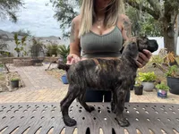 "Lucy" Brindle Female, a male Cane Corso for sale in Land O Lakes, FL – Photo 2 of 5