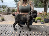 "Lucy" Brindle Female, a male Cane Corso for sale in Land O Lakes, FL – Photo 4 of 5