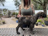 "Lucy" Brindle Female, a male Cane Corso for sale in Land O Lakes, FL – Photo 3 of 5