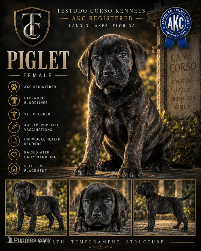 Piglet — Female Cane Corso – Cane Corso puppy for sale in Land O Lakes, FL