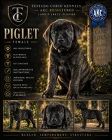 Piglet — Female Cane Corso, a female Cane Corso for sale in Land O Lakes, FL – 1 of 5
