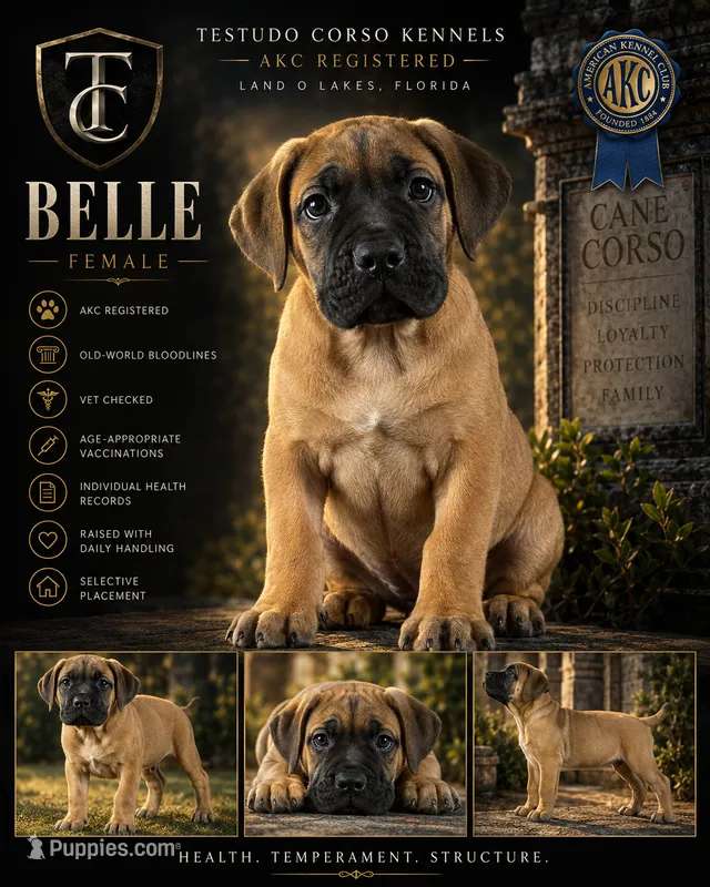 Belle — Female Cane Corso – Cane Corso puppy for sale in Land O Lakes, FL