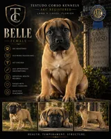 Belle — Female Cane Corso, a female Cane Corso for sale in Land O Lakes, FL – 1 of 4
