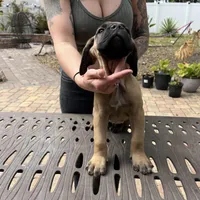 "Pretzel" Formentino Male, a male Cane Corso for sale in Land O Lakes, FL – Photo 2 of 3