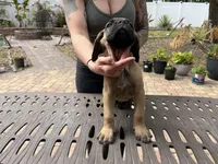 "Pretzel" Formentino Male, a male Cane Corso for sale in Land O Lakes, FL – Photo 2 of 3