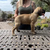 "Pretzel" Formentino Male, a male Cane Corso for sale in Land O Lakes, FL – Photo 3 of 3