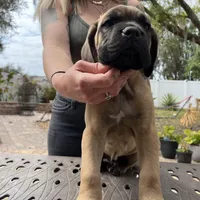 "Pretzel" Formentino Male, a male Cane Corso for sale in Land O Lakes, FL – Photo 1 of 3