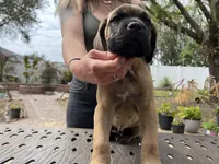 "Pretzel" Formentino Male, a male Cane Corso for sale in Land O Lakes, FL – Photo 1 of 3