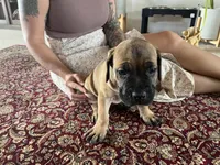 Daisey — Female Cane Corso, a female Cane Corso for sale in Land O Lakes, FL – 2 of 4