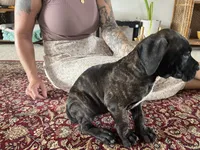Blossom — Female Cane Corso, a female Cane Corso for sale in Land O Lakes, FL – 2 of 4
