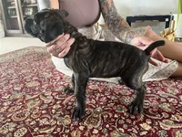 Papi — Female Cane Corso, a female Cane Corso for sale in Land O Lakes, FL – 3 of 4