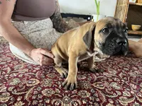 Daisey — Female Cane Corso, a female Cane Corso for sale in Land O Lakes, FL – 4 of 4