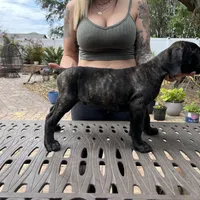 "Ace" Brindle Male, a male Cane Corso for sale in Land O Lakes, FL – Photo 3 of 3