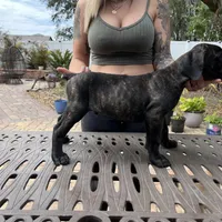 "Ace" Brindle Male, a male Cane Corso for sale in Land O Lakes, FL – Photo 2 of 3