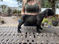"Ace" Brindle Male, a male Cane Corso for sale in Land O Lakes, FL – Photo 2 of 3