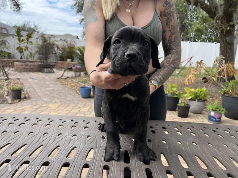 "Ace" Brindle Male, a male Cane Corso for sale in Land O Lakes, FL – Photo 1 of 3