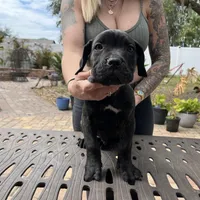 "Ace" Brindle Male, a male Cane Corso for sale in Land O Lakes, FL – Photo 1 of 3