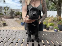 "Ace" Brindle Male, a male Cane Corso for sale in Land O Lakes, FL – Photo 1 of 3