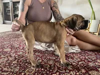 Daisey — Female Cane Corso, a female Cane Corso for sale in Land O Lakes, FL – 3 of 4