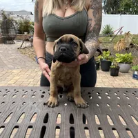 "Panini" Formentino Male, a male Cane Corso for sale in Land O Lakes, FL – Photo 2 of 5