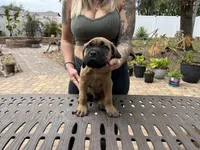 "Panini" Formentino Male, a male Cane Corso for sale in Land O Lakes, FL – Photo 2 of 5