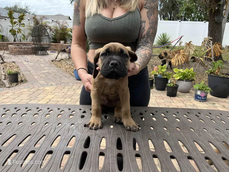 "Panini" Formentino Male, a male Cane Corso for sale in Land O Lakes, FL – Photo 1 of 5