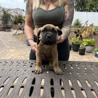 "Panini" Formentino Male, a male Cane Corso for sale in Land O Lakes, FL – Photo 1 of 5