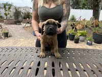 "Panini" Formentino Male, a male Cane Corso for sale in Land O Lakes, FL – Photo 1 of 5