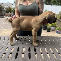 "Panini" Formentino Male, a male Cane Corso for sale in Land O Lakes, FL – Photo 4 of 5