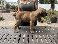 "Panini" Formentino Male, a male Cane Corso for sale in Land O Lakes, FL – Photo 4 of 5
