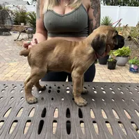 "Panini" Formentino Male, a male Cane Corso for sale in Land O Lakes, FL – Photo 5 of 5