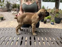 "Panini" Formentino Male, a male Cane Corso for sale in Land O Lakes, FL – Photo 5 of 5