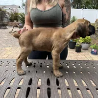 "Panini" Formentino Male, a male Cane Corso for sale in Land O Lakes, FL – Photo 3 of 5