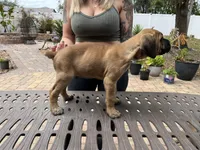 "Panini" Formentino Male, a male Cane Corso for sale in Land O Lakes, FL – Photo 3 of 5