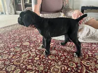 Aurora “Rori” — Female Cane Corso, a female Cane Corso for sale in Land O Lakes, FL – 4 of 5