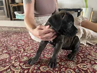 Piglet — Female Cane Corso, a female Cane Corso for sale in Land O Lakes, FL – 3 of 5