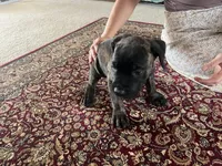 Papi — Female Cane Corso, a female Cane Corso for sale in Land O Lakes, FL – 2 of 4